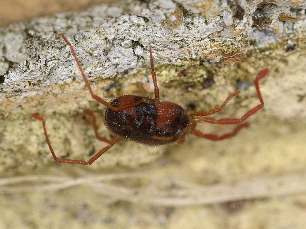Erythraeidae?